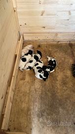 Vendita cuccioli cani setter inglese