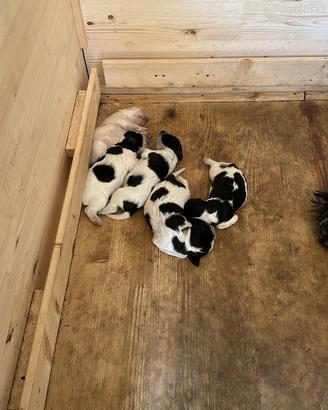 Vendita cuccioli cani setter inglese