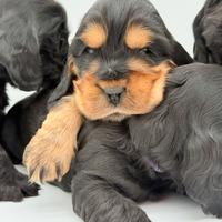 Cocker spaniel con pedigree