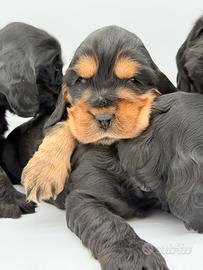 Cocker spaniel con pedigree