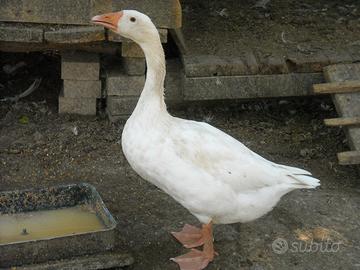 Oche