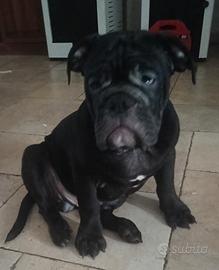 bulldog inglese 