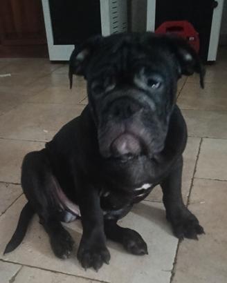bulldog inglese 