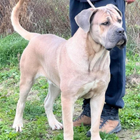 Cuccioli di cane corso