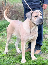 Cuccioli di cane corso