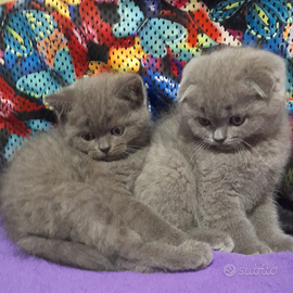 Cuccioli Scottish fold e straight