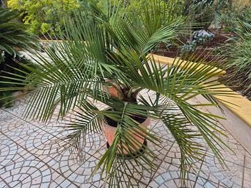 Jubaea chilensis
