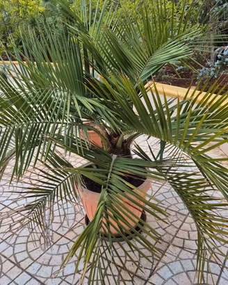 Jubaea chilensis