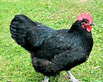 Australorp di Razza Pura