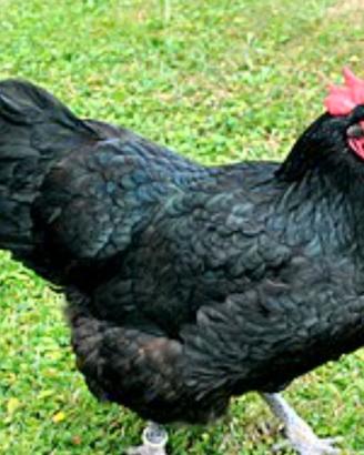 Australorp di Razza Pura