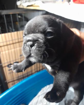 Bulldog francesi