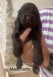 Cocker spaniel inglese