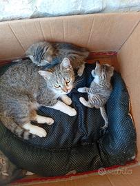 Piccoli micetti