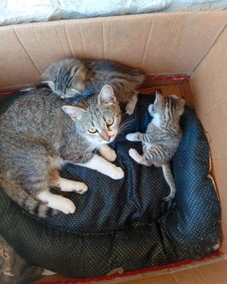 Piccoli micetti