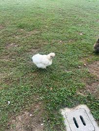 Galline morosetta