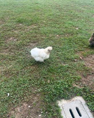 Galline morosetta