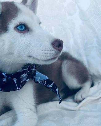 Siberian Husky pedigree enci consegna tutta Italia
