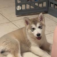 Cuccioli di Alaska malamute