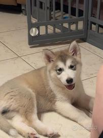 Cuccioli di Alaska malamute