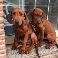 Cuccioli Rhodesian ridgeback