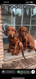 Cuccioli Rhodesian ridgeback