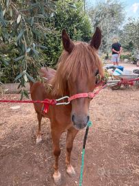 Puledra