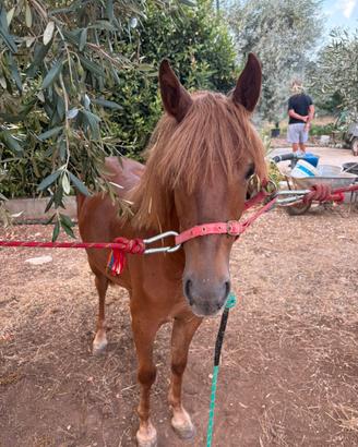 Puledra