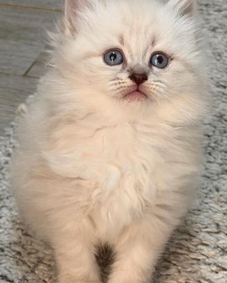 Cuccioli gatto siberiano su prenotazione