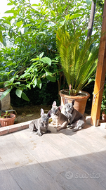 Cucciola di bulldog francese