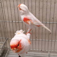 Canarini rosso mosaico