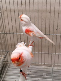 Canarini rosso mosaico