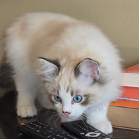 Cuccioli Ragdoll