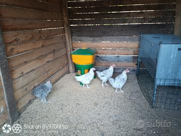 Marans Splash