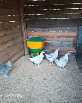 Marans Splash