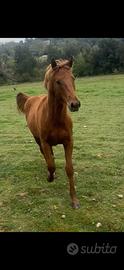 Puledro