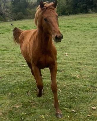 Puledro