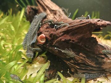 Ancistrus SP