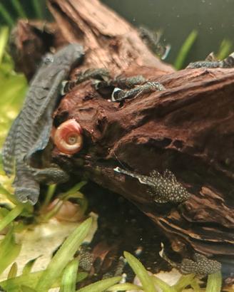 Ancistrus SP