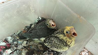 Pappagalli piccoli ed altri parrocchetti