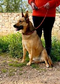 India 6 anni socievole aspetta una famiglia