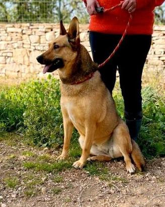 India 6 anni socievole aspetta una famiglia