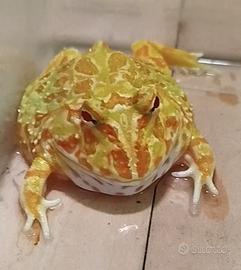 Rana PAC Man