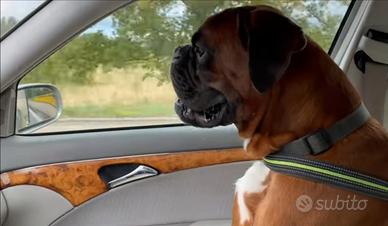 Boxer maschio per accoppiamento