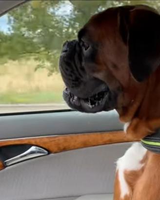 Boxer maschio per accoppiamento