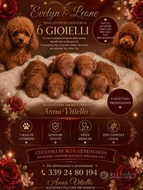 Barboncino toy e mini toy pedigree