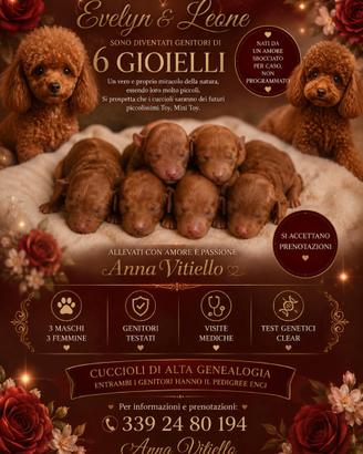 Barboncino toy e mini toy pedigree