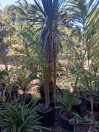 yucca gloriosa