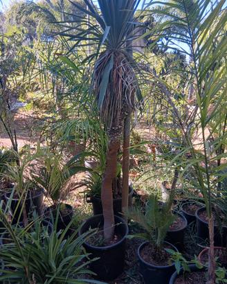 yucca gloriosa