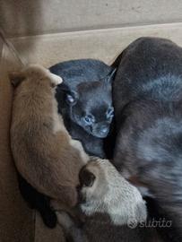 Cuccioli piccola taglia