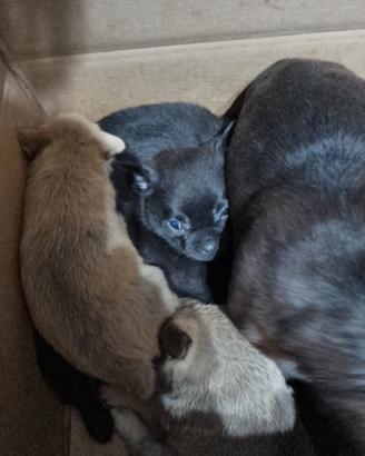 Cuccioli piccola taglia